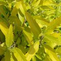 Caryopteris x clandonensis 'Worcester Gold'